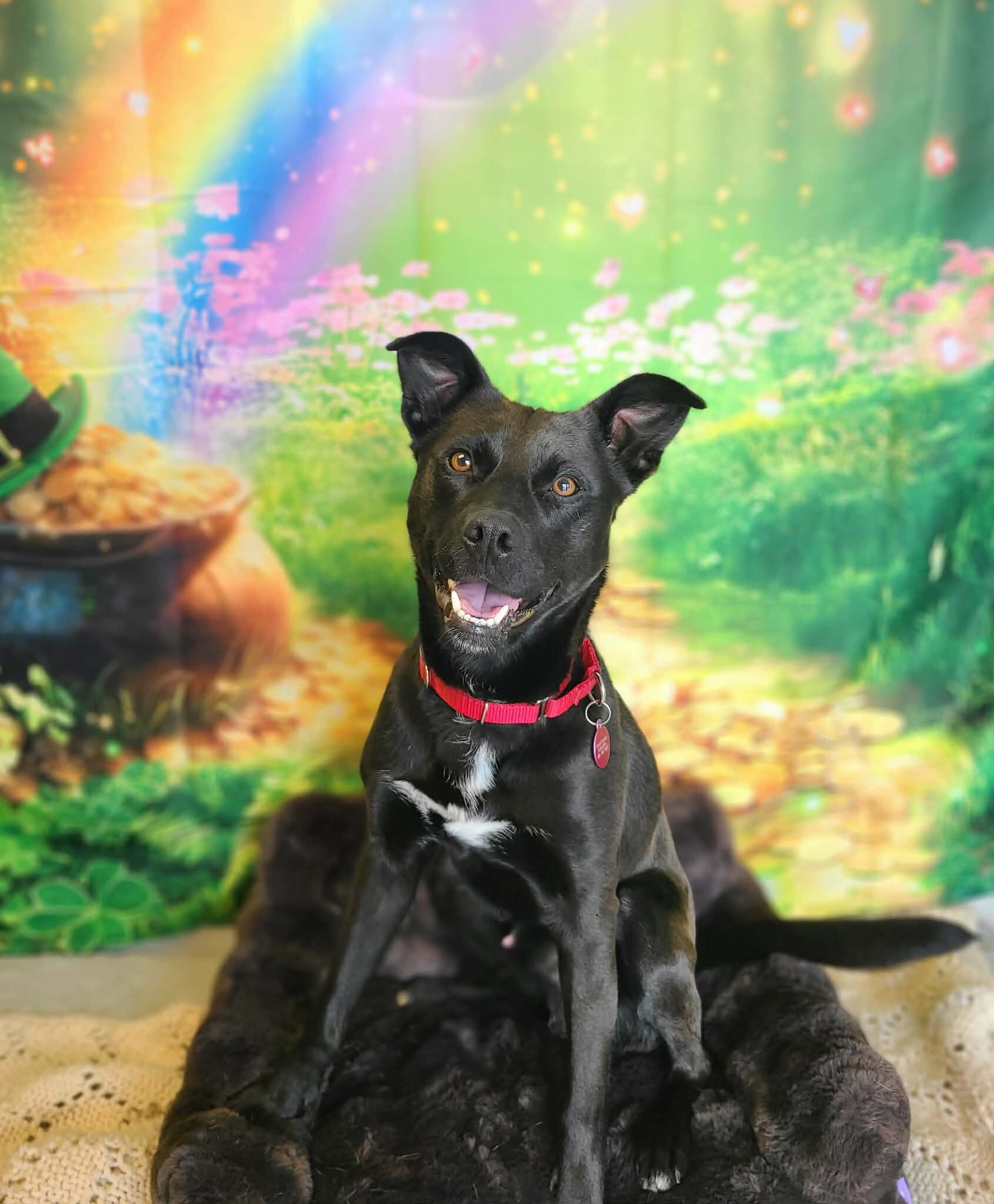 Picture of the Animal Listed